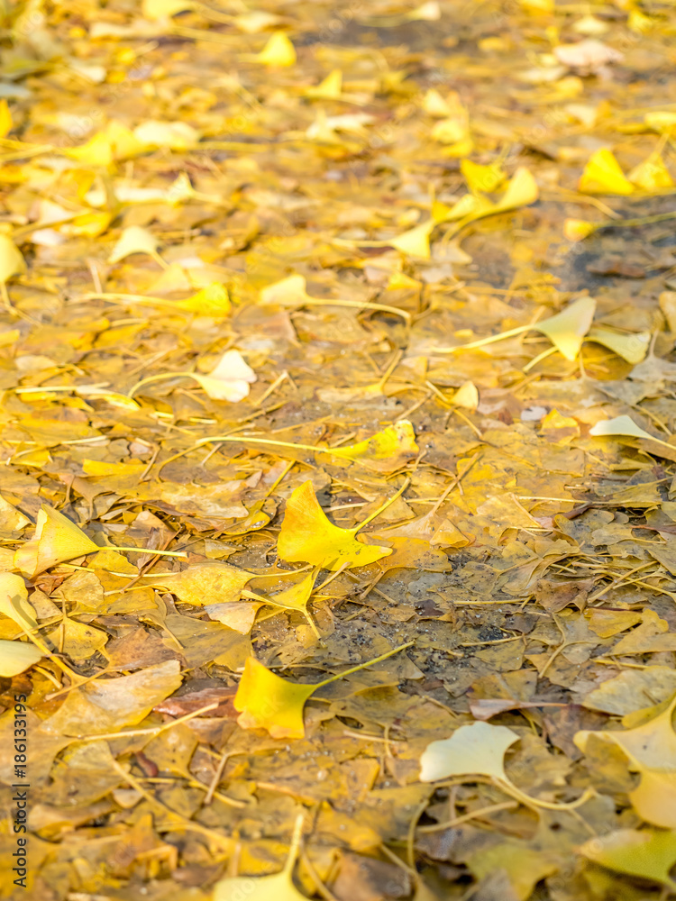 Obraz premium Gingko yellow leaves on ground in autumn season