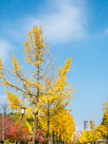 Fototapeta Naklejka Na Ścianę i Meble -  Orange and yellow leaves tree, ginkgo and maple tree, in autumn season under cloudy blue sky