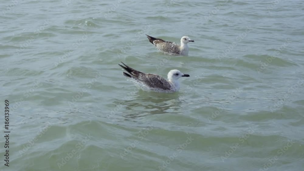 Seagulls close-up in sea Seagulls close-up in sea