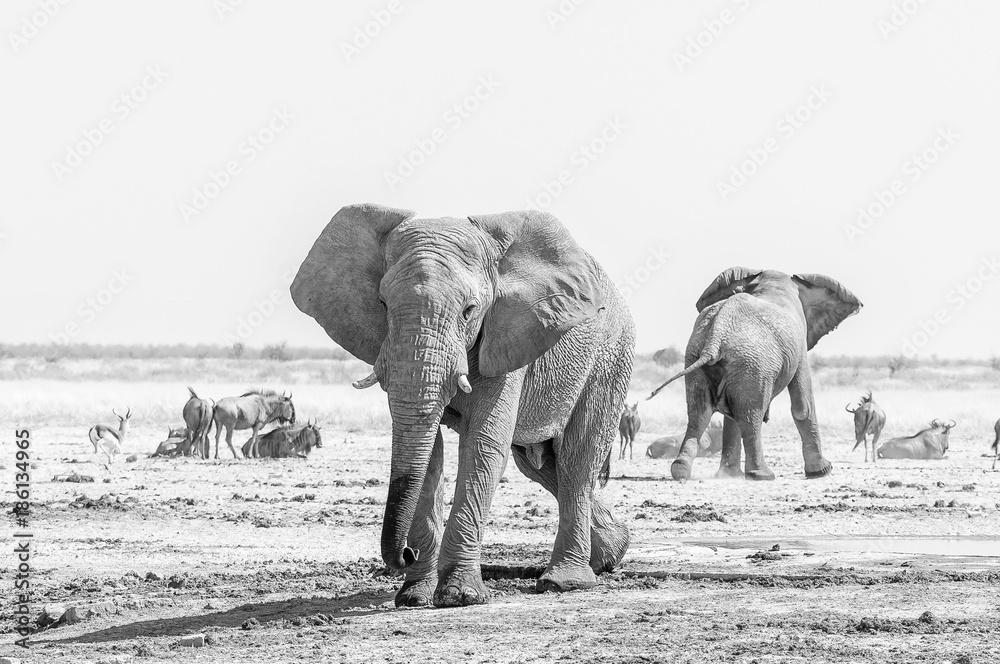 Two monochrome African elephants, blue wildebeest and springbok at a waterhole