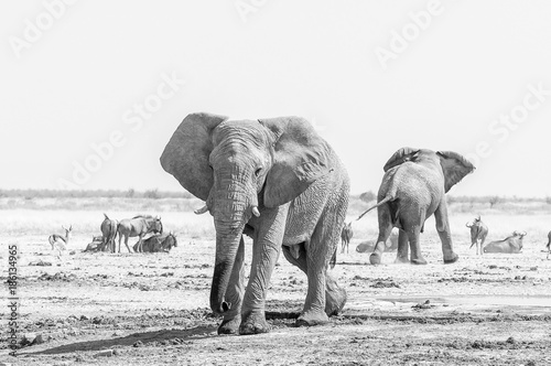Two monochrome African elephants  blue wildebeest and springbok at a waterhole