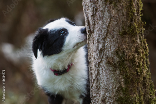 Foto Welpe schnüffelt an einem Baum