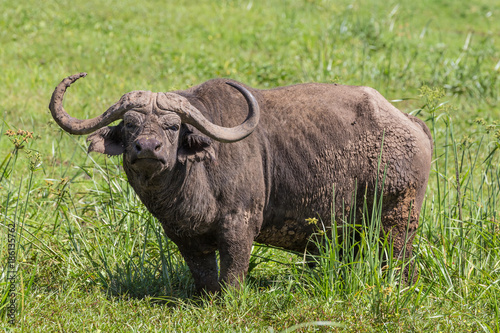 large male African buffalo, Syncerus caffer, grazing in the hot summer sun. photo