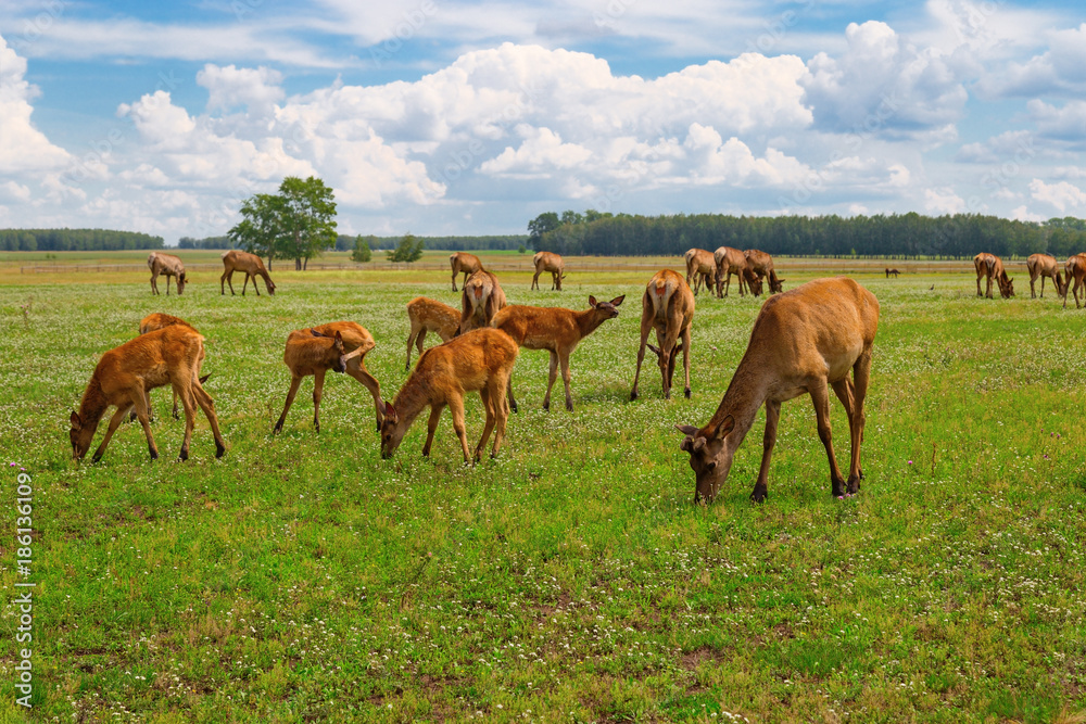 A herd of deer grazing on a green meadow. Wild animals in nature. Deer chewing grass