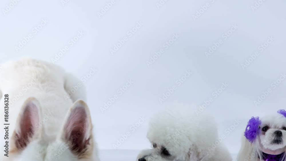 A big white dog lies down next to other white dogs which are lying on the floor. A big white dog lies down next to other white dogs which are lying on the floor.