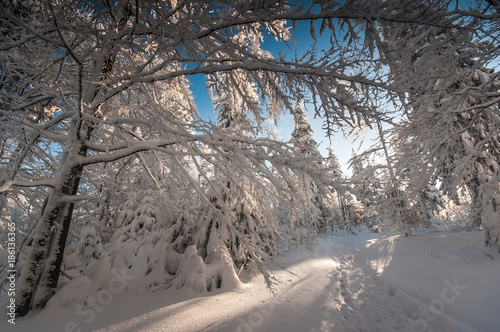 Zima w Beskidzie Sądeckim.Szlak z Jaworzyny Krynickiej do Bacówki nad Wiercjomlą photo