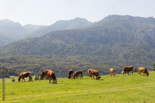 Livestock on meadow abowe Bohinj lake in slovenian alps with mountains in the background. Slovenia. photo