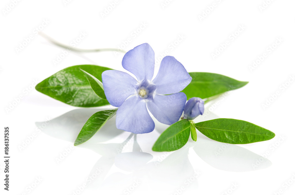 Beautiful blue flower periwinkle on white background