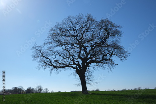 Eiche auf dem Feld