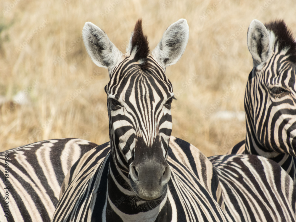 Naklejka premium Zebras