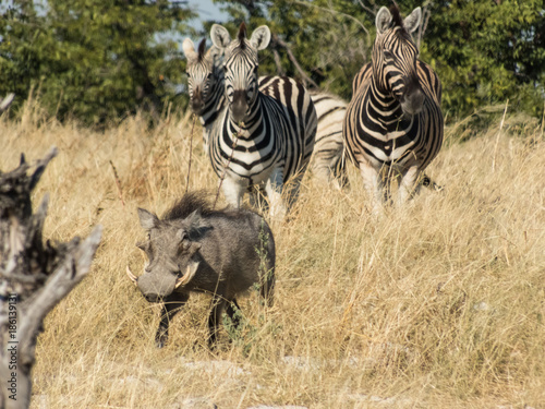 Fototapeta Naklejka Na Ścianę i Meble -  Zebra und Warzenschwein