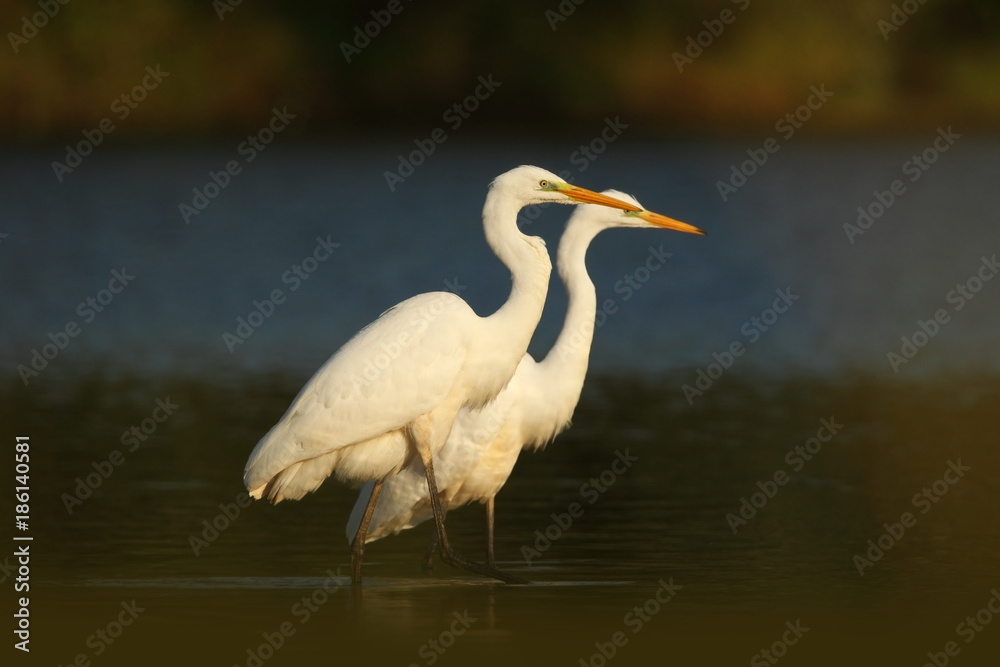 Naklejka premium Ardea alba. The wild nature of the Czech Republic. Spring Glances. Beautiful nature of Europe. Big bird in water. Green color in the photo. Nice shot.