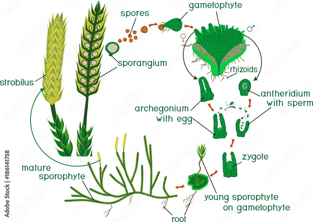 Clubmoss life cycle. Diagram of life cycle of Lycopodium (Running clubmoss  or Lycopodium clavatum) with titles Stock Vector | Adobe Stock