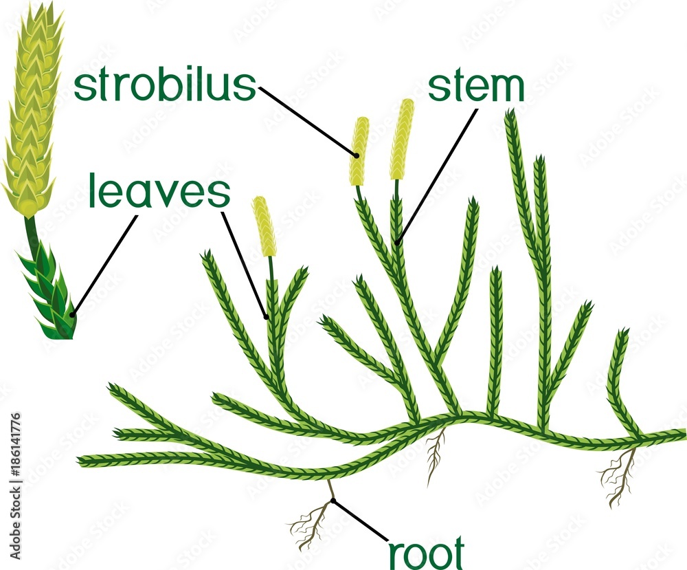 Parts of plant. Structure of Clubmoss or Lycopodium (Running clubmoss ...