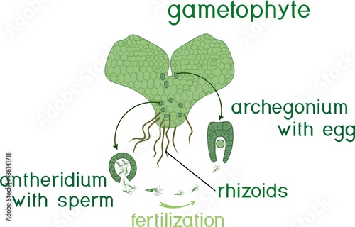 Scheme of fern sexual reproduction. Cycle of fertilisation (fusion of gametes and zygote formation) with titles