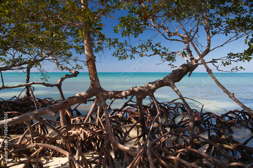 Photography Mangroves at caribbean seashore, Cuba