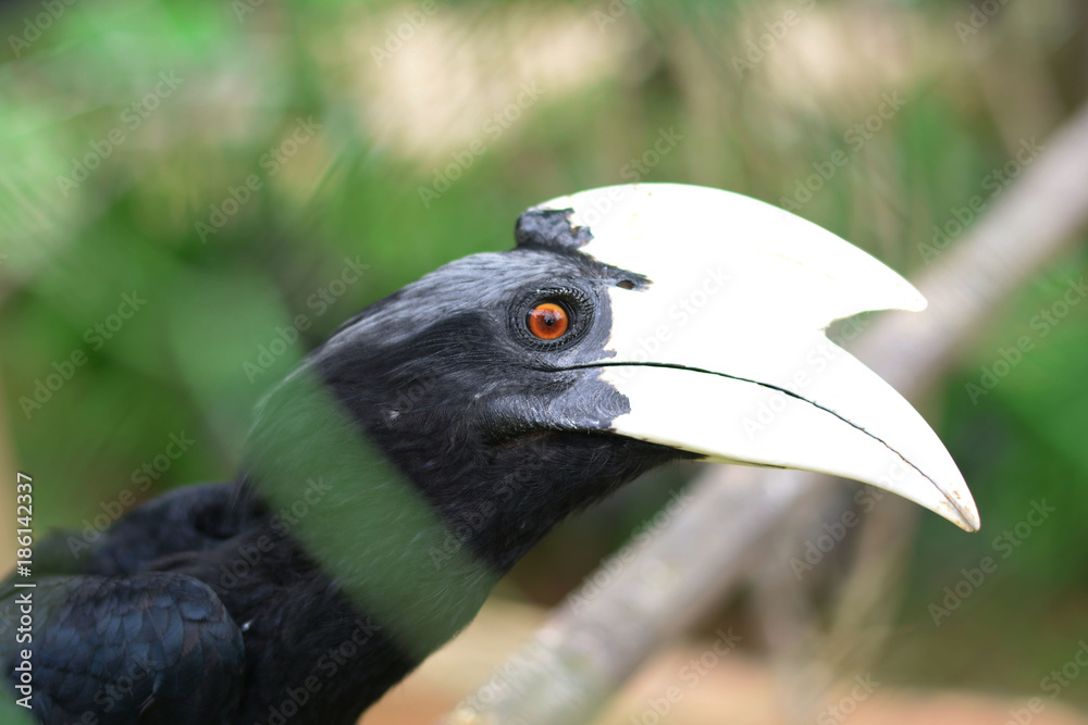 The Asian Black Hornbill. borneo hornbill