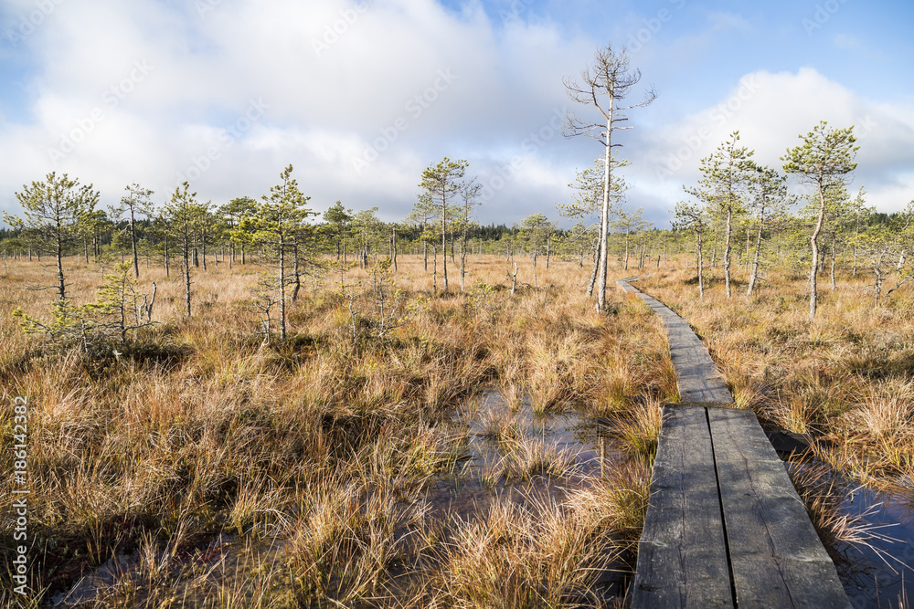 Obraz premium Beautiful swamp landscape from Finland