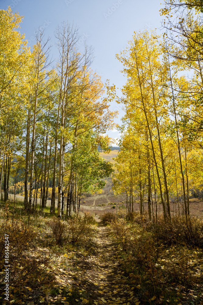 Obraz premium Colorado Autumn Scenery - Kenosha Pass