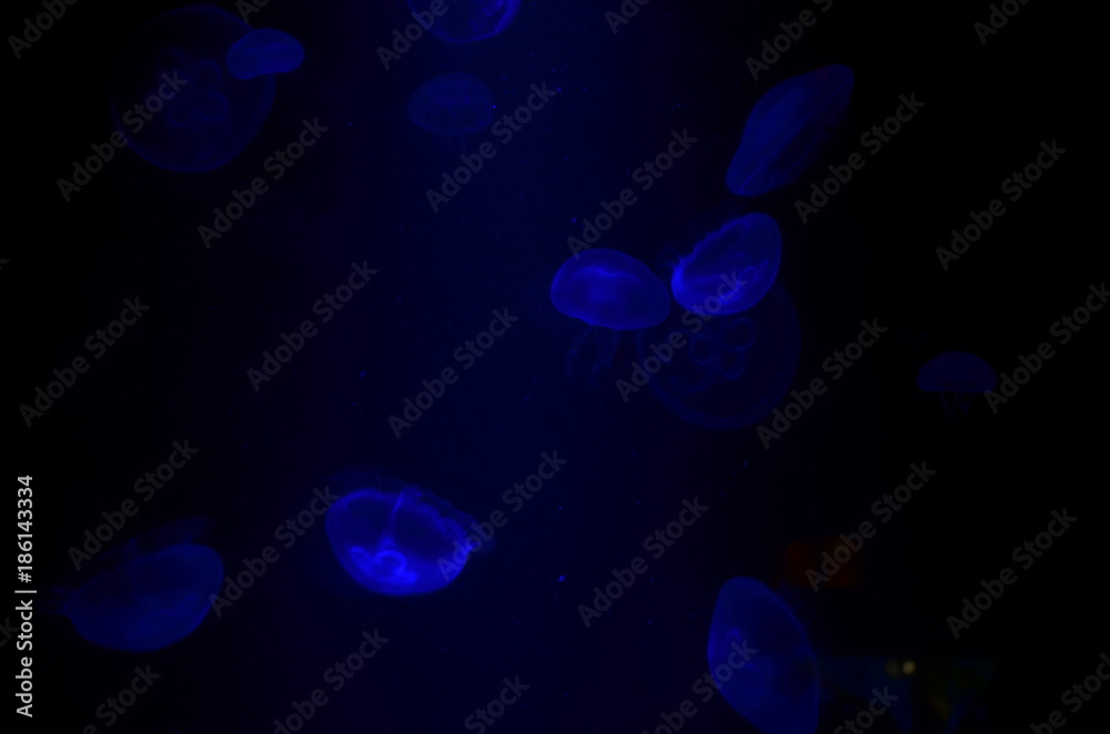 Medusas azules en el oceano Medusas azules en el oceano