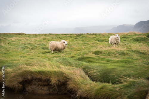 Two sheep standing in a windy field of grass in Iceland. 