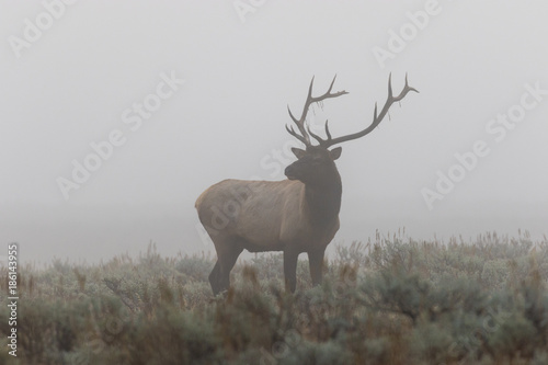 Bull Elk in Thick Fog in the Fall Rut