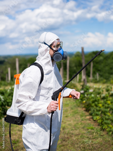 Man,spraying rospberry field photo