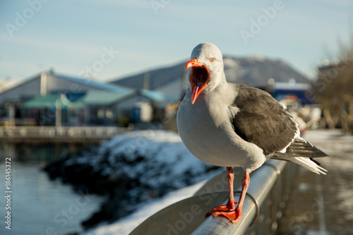 Ushuaia Seagull, Argentina Tierra del Fuego