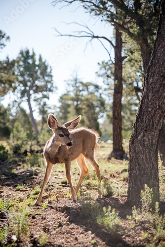 A baby deer in the forest of the Grand Canyon in Arizona. 