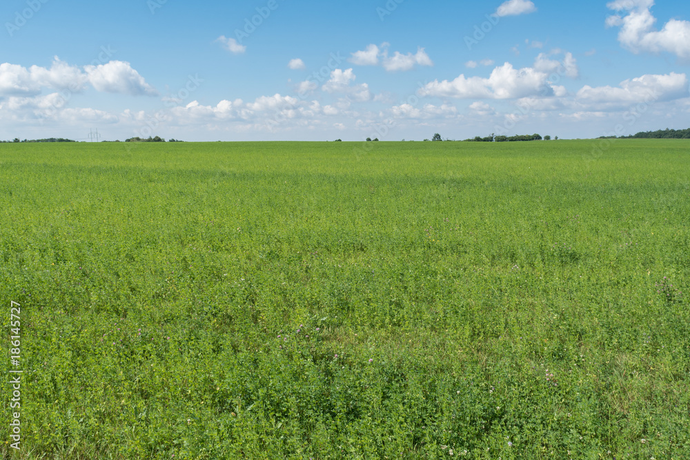 Green meadow with blue sky and clouds