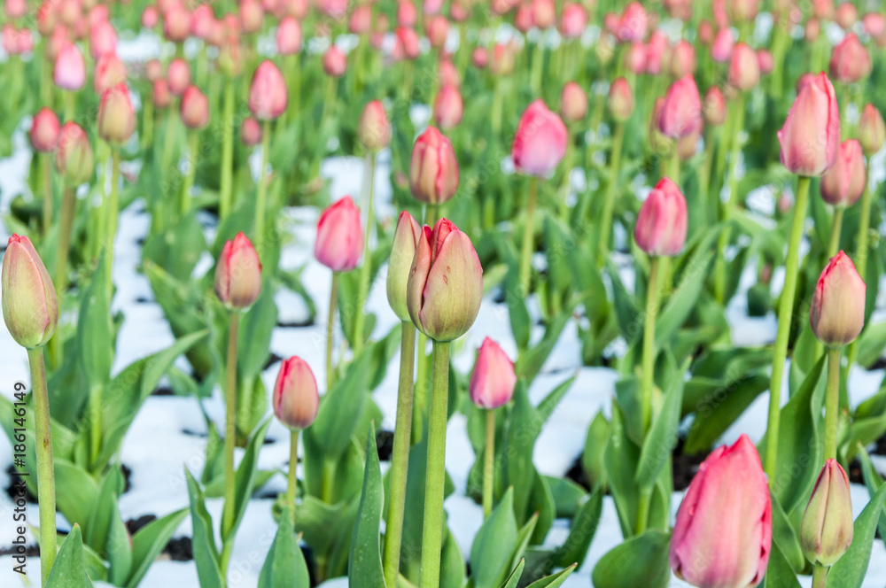 A view at the flowerbed with tulips A view at the flowerbed with tulips