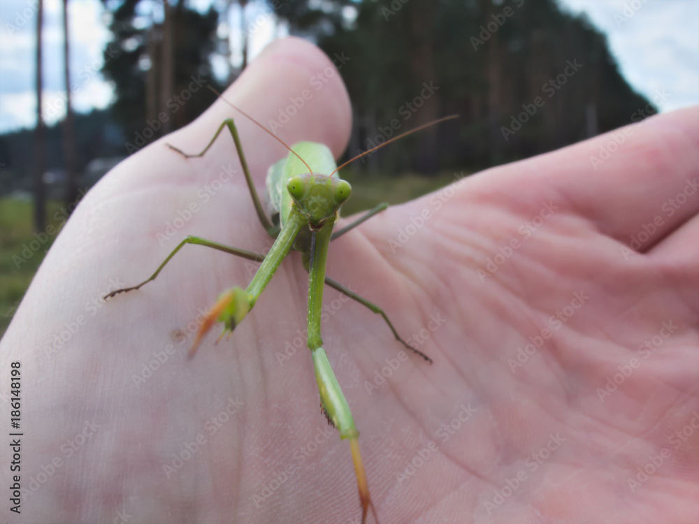 Praying mantis crawling on the hand Praying mantis crawling on the hand