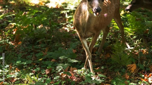 a doe and fawn feed among redwood trees at muir woods national monument