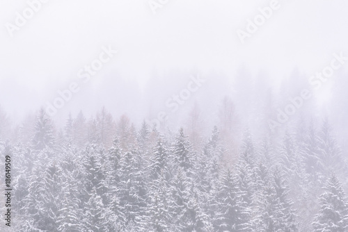 pine trees covered with snow and fog, white winter background
