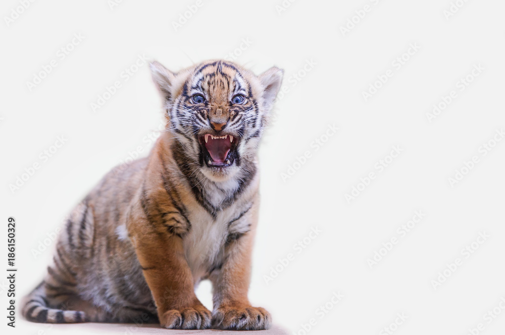 Fototapeta premium Tiger cub roar on white isolated background