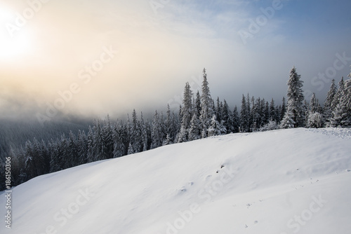 Sunrise over fir forest covered with snow during winter © Aurelian Nedelcu