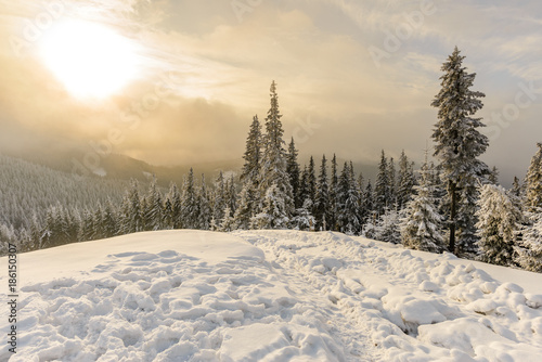 Sunrise over fir forest covered with snow during winter
