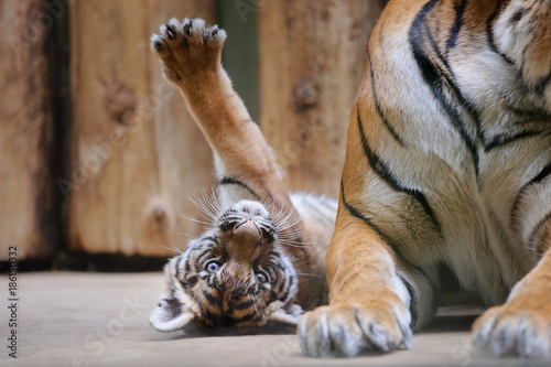 Fototapeta Naklejka Na Ścianę i Meble -  Tiger cub stretching his paw