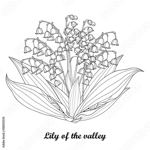 Vector bouquet with outline Lily of the valley or Convallaria flower and leaf in black isolated on white background. Ornate May bells in contour style for spring design, greeting or coloring book.