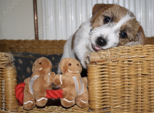 Hund knabbert Körbchen an