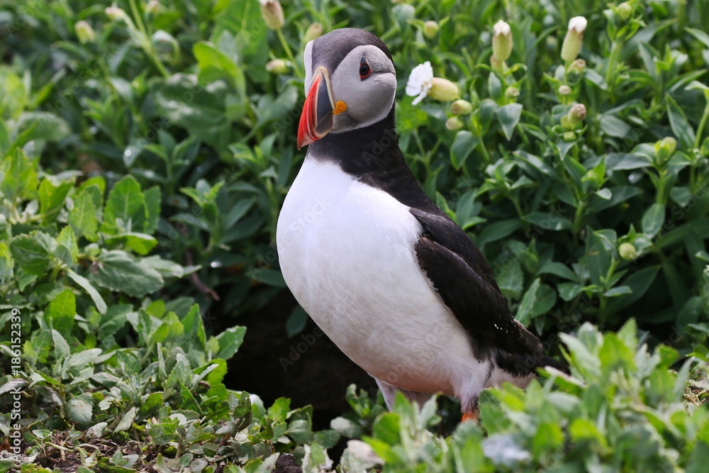 Fototapeta premium Atlantic Puffin