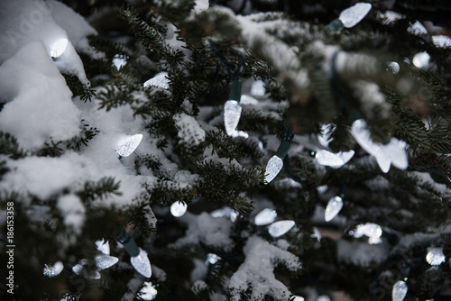 White Christmas lights in a pine tree covered in snow. 