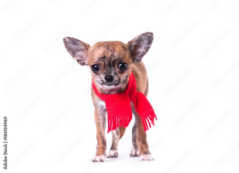 Little chihuahua in Santa suit Little chihuahua in Santa suit