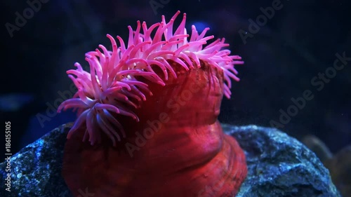 side view of a large red fish eating anemone photo