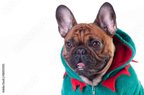 Funny french bulldog in green elf suit
