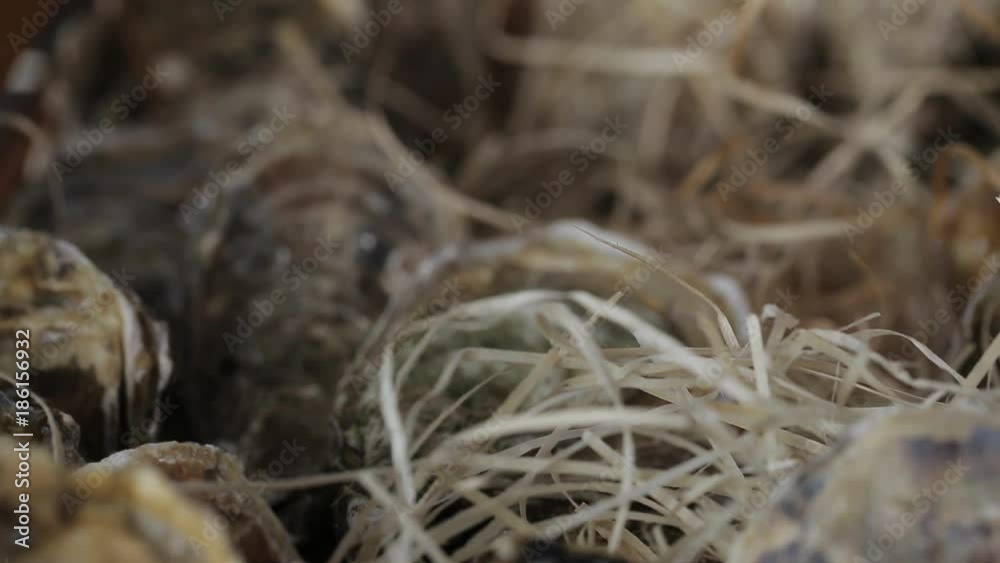 Oysters in a wooden box with hay