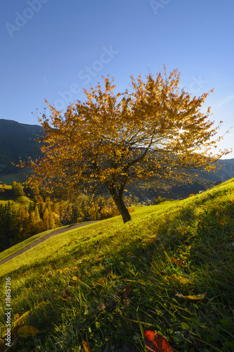 Fototapeta Naklejka Na Ścianę i Meble -  L'esplosione dei colori dell'autunno