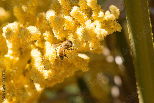 bee