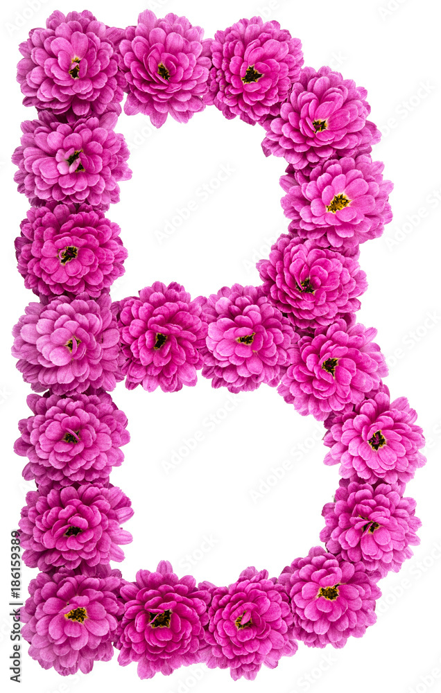 Letter B, alphabet from flowers of chrysanthemum, isolated on white background