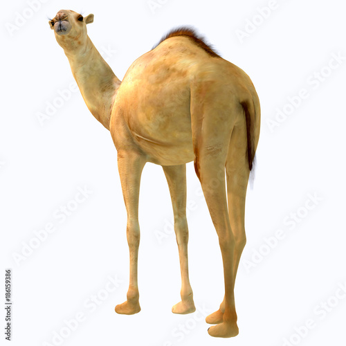 Canvastavla Camelops hesternus Tail - Camelops was a camel-type herbivorous animal that lived in North America during the Pleistocene Period